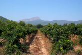 Seltene Gelegenheit - Etabliertes und majestätisches Weingut auf Mallorca ! - ML719806_Weingut_Mallorca_Marcus Trapp Immobilien_18